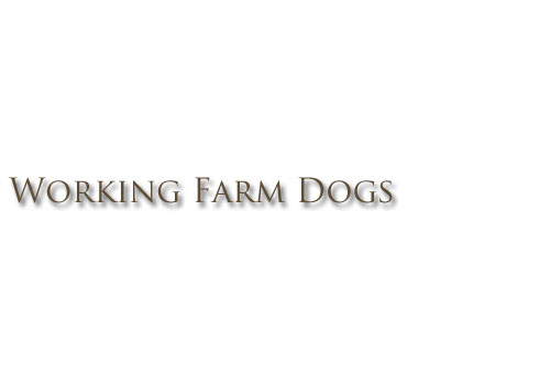 Working Farm Dogs